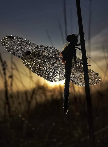 Dragonfly Lost: How To Emerge From The Dark & Find Yourself Again